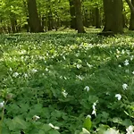 Anemone By Interhome