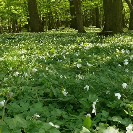 Anemone By Interhome