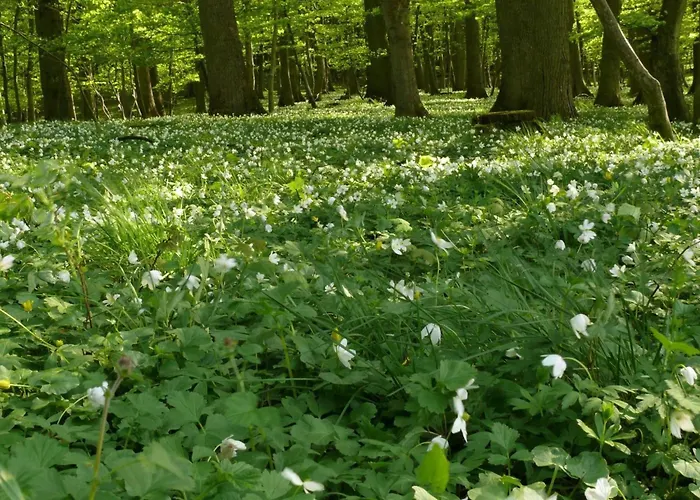 Anemone By Interhome